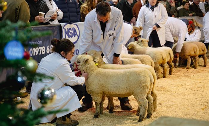 Royal Welsh Winter Fair
